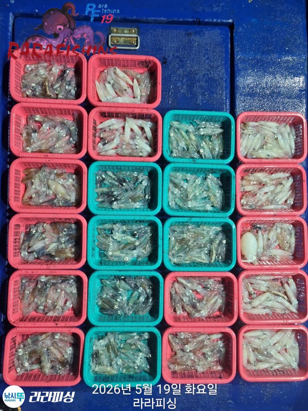 낚시뚜,호래기,속천항(진해),라라피싱,낚시뚜0