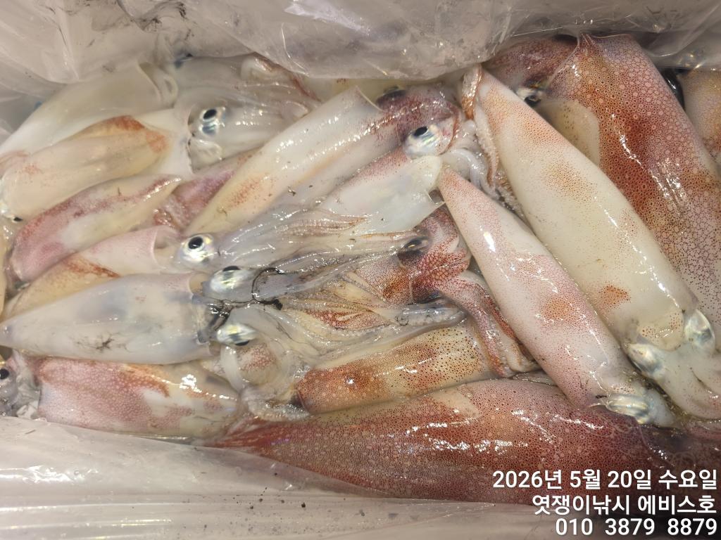 낚시뚜,기타 (직접입력),삼포항,엿쟁이낚시,낚시뚜10