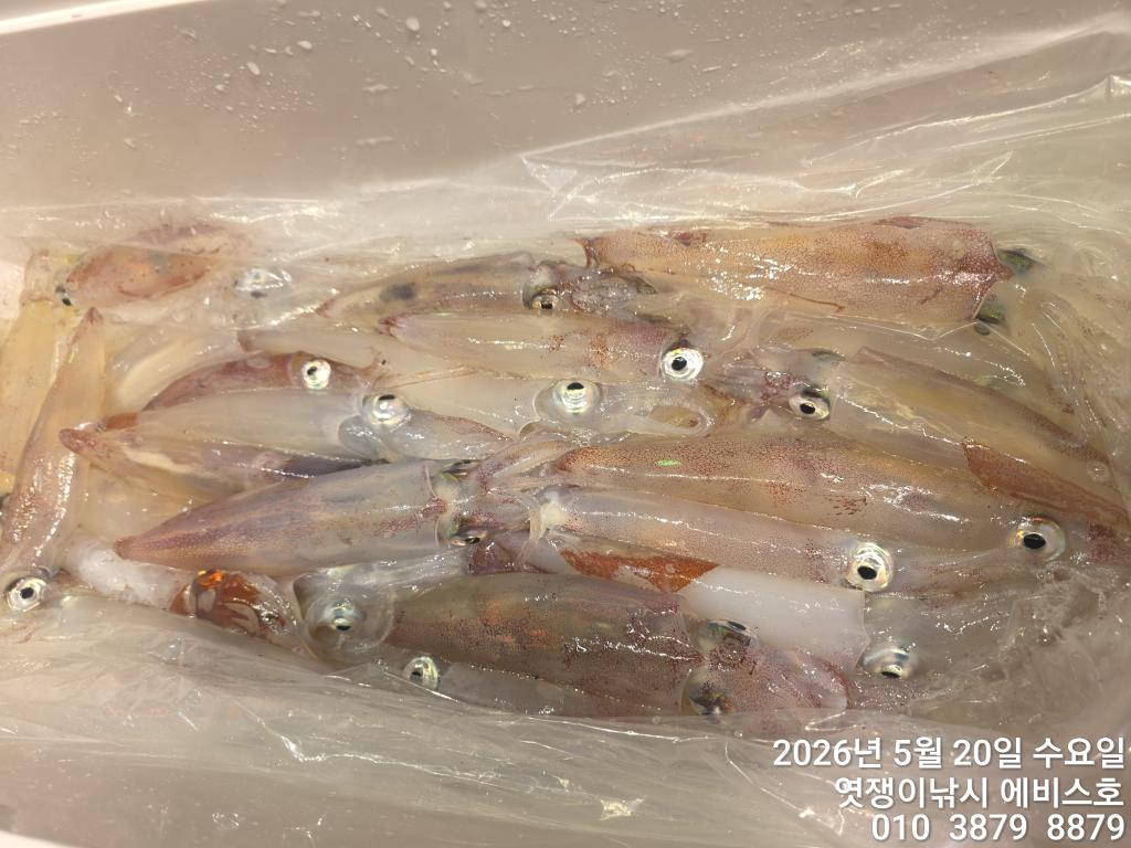 낚시뚜,기타 (직접입력),삼포항,엿쟁이낚시,낚시뚜11