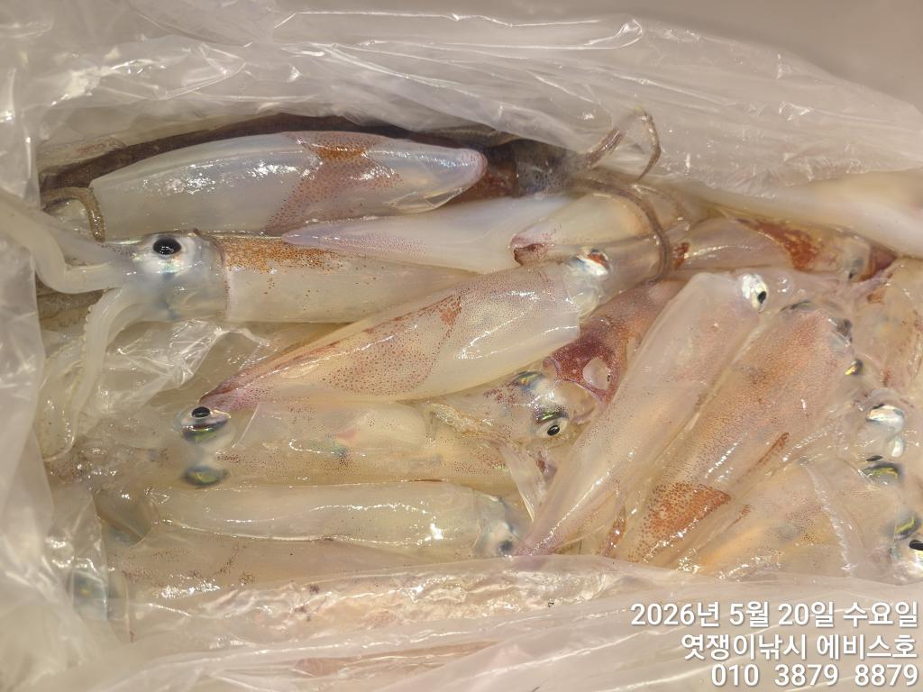낚시뚜,기타 (직접입력),삼포항,엿쟁이낚시,낚시뚜12
