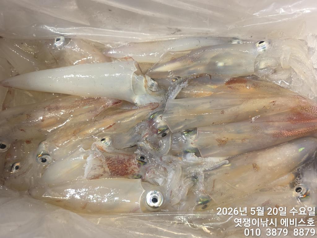낚시뚜,기타 (직접입력),삼포항,엿쟁이낚시,낚시뚜13