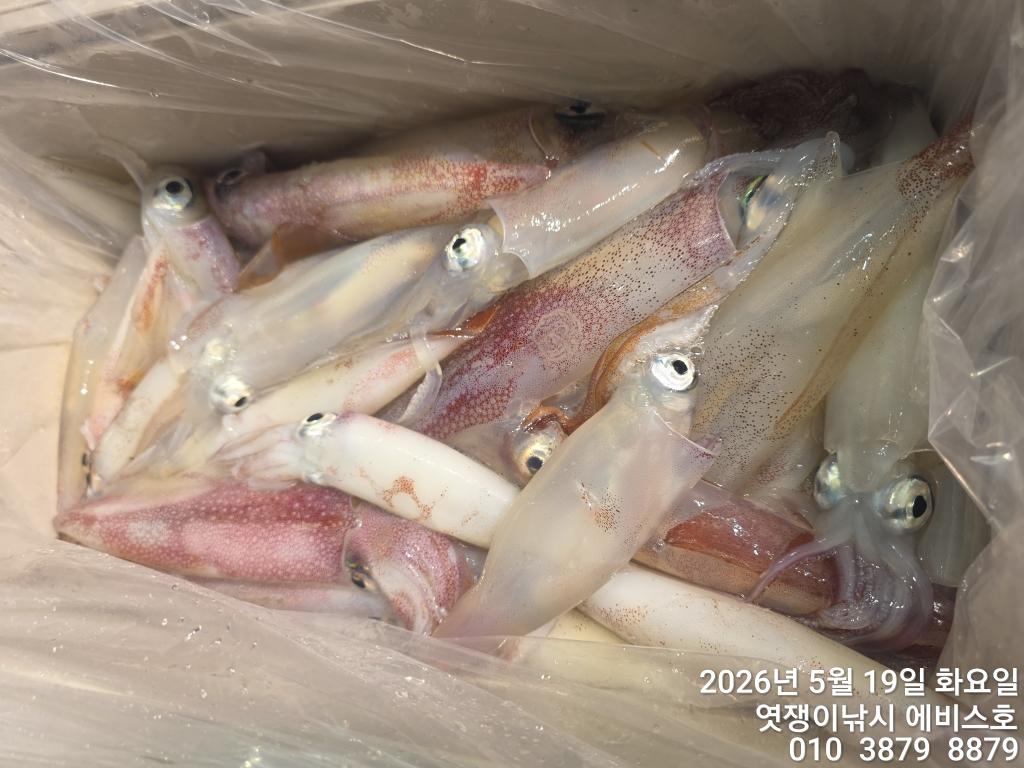 낚시뚜,기타 (직접입력),삼포항,엿쟁이낚시,낚시뚜35