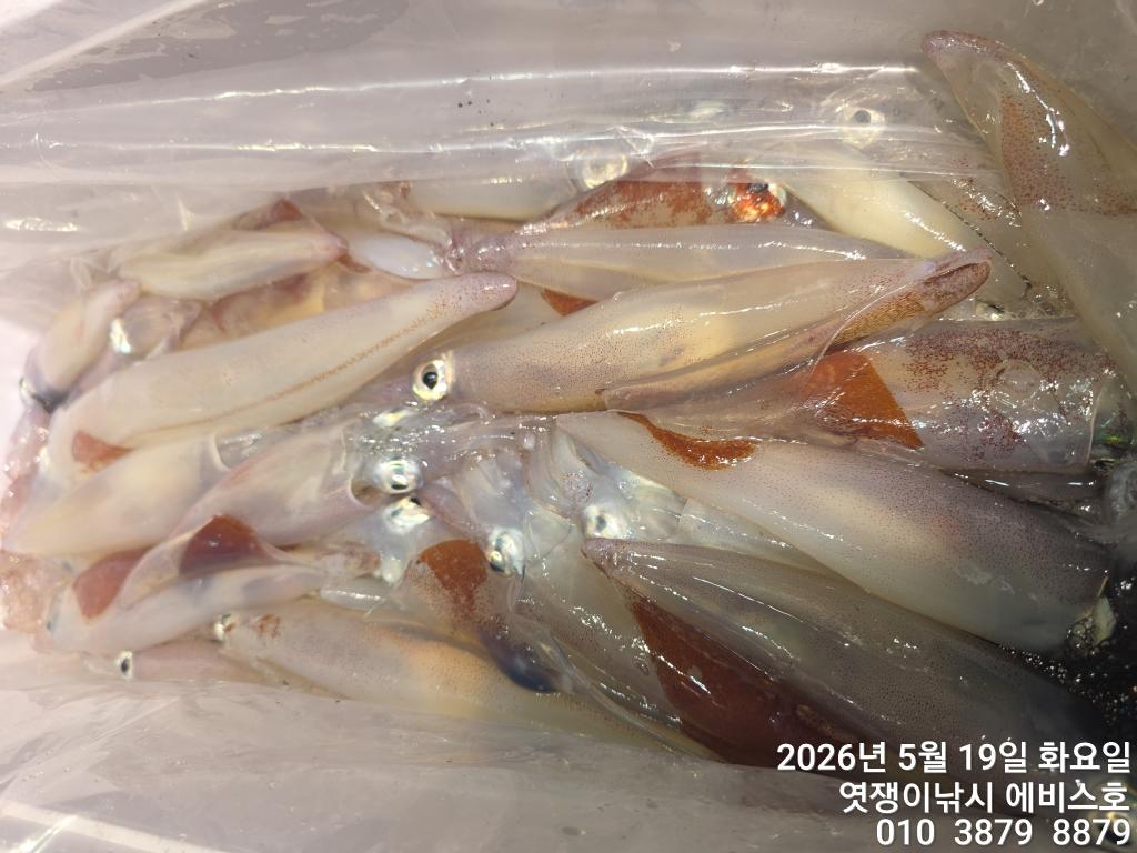 낚시뚜,기타 (직접입력),삼포항,엿쟁이낚시,낚시뚜36