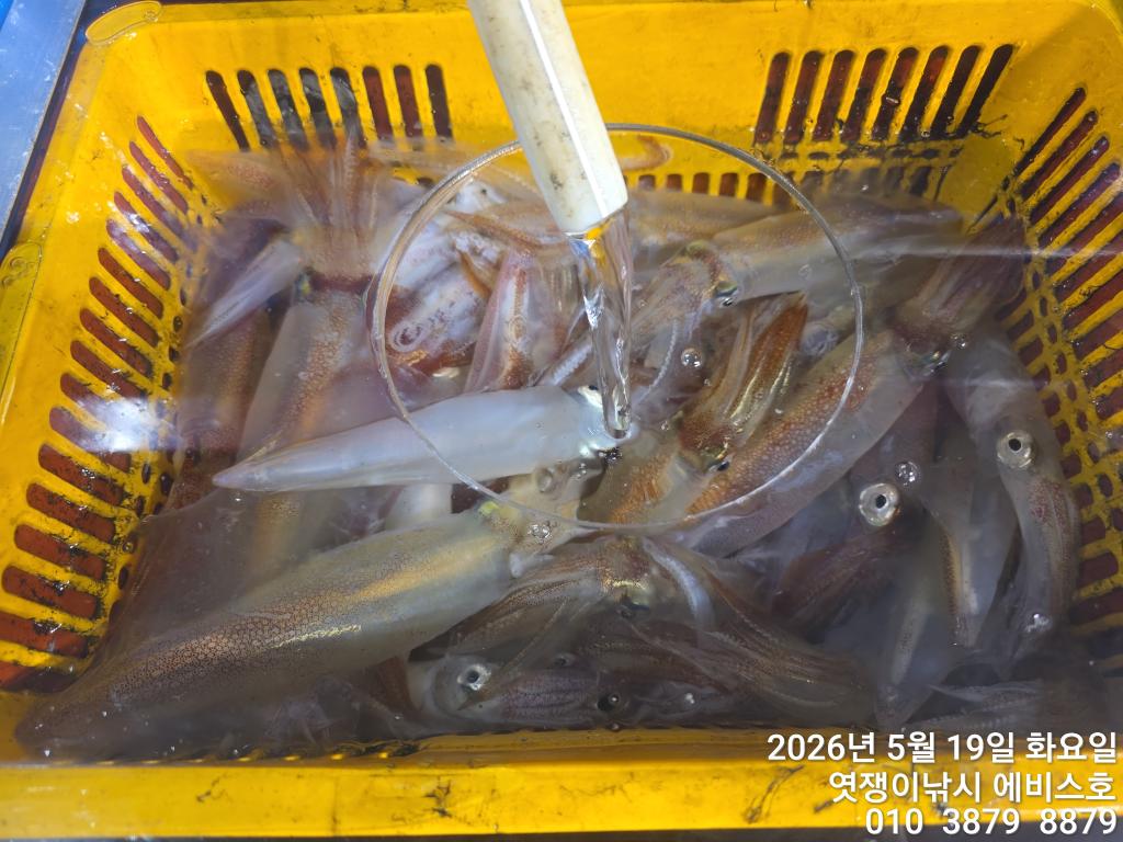 낚시뚜,기타 (직접입력),삼포항,엿쟁이낚시,낚시뚜33