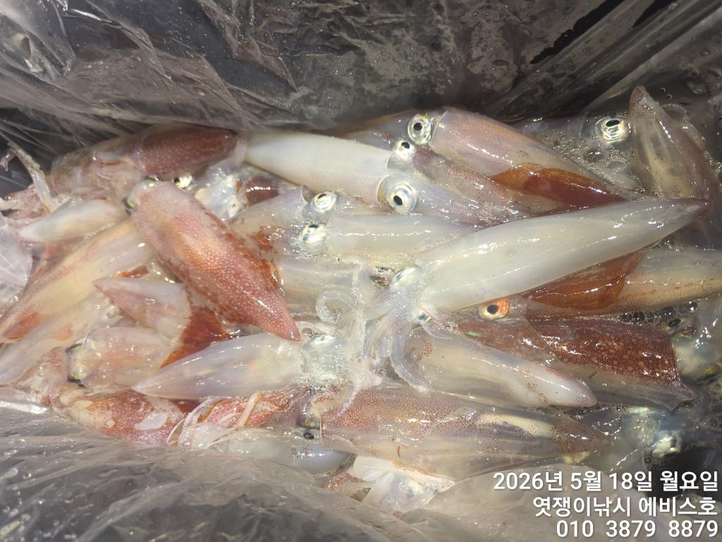 낚시뚜,기타 (직접입력),삼포항,엿쟁이낚시,낚시뚜60