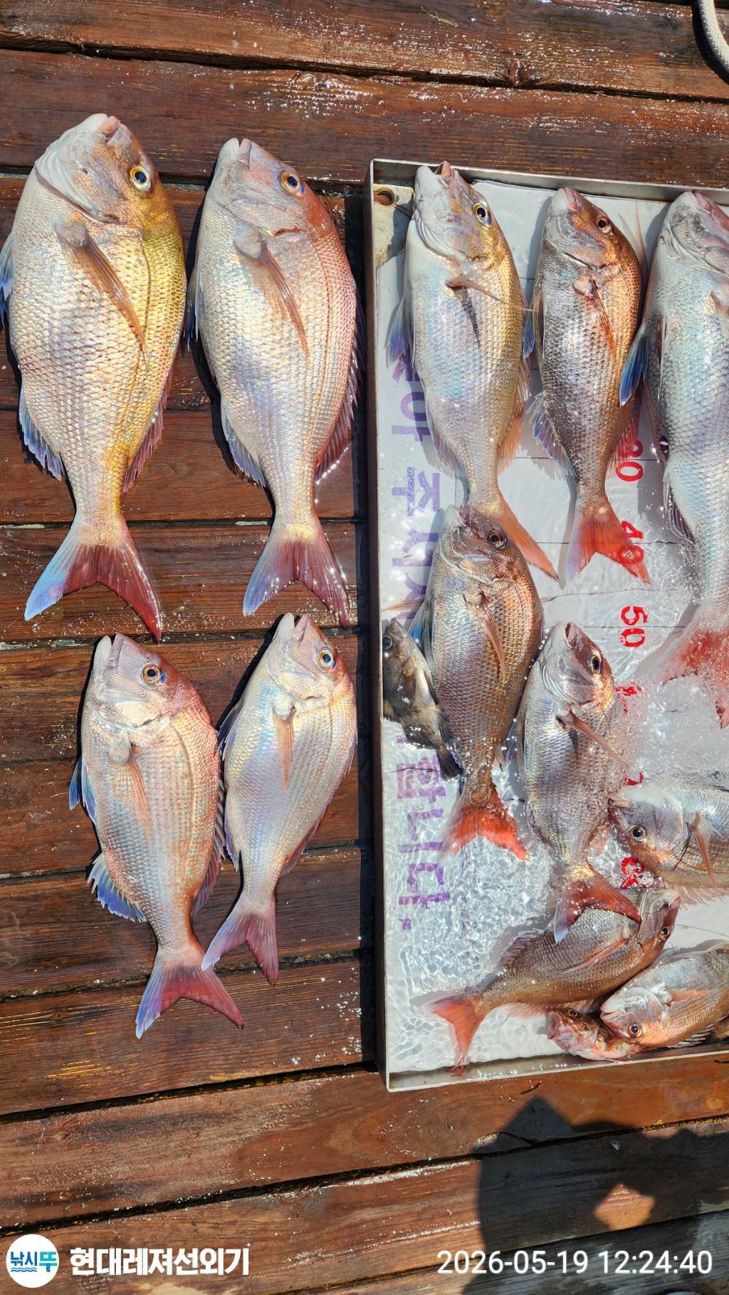 낚시뚜,참돔,풍화상장마을,통영 현대레져선외기,낚시뚜2