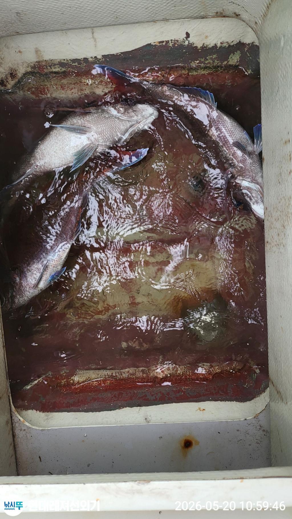 낚시뚜,참돔,풍화상장마을,통영 현대레져선외기,낚시뚜1