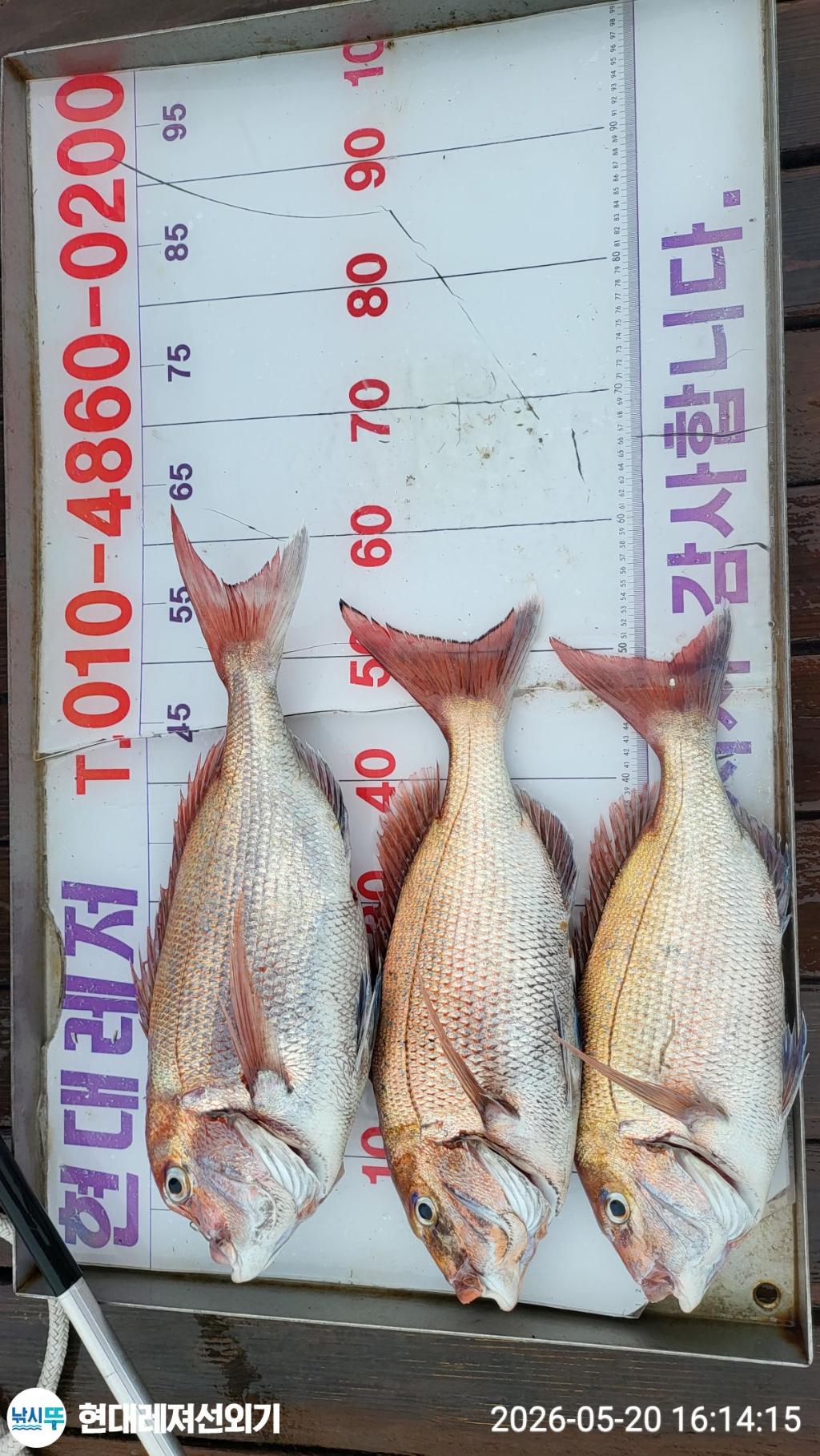낚시뚜,참돔,풍화상장마을,통영 현대레져선외기,낚시뚜0
