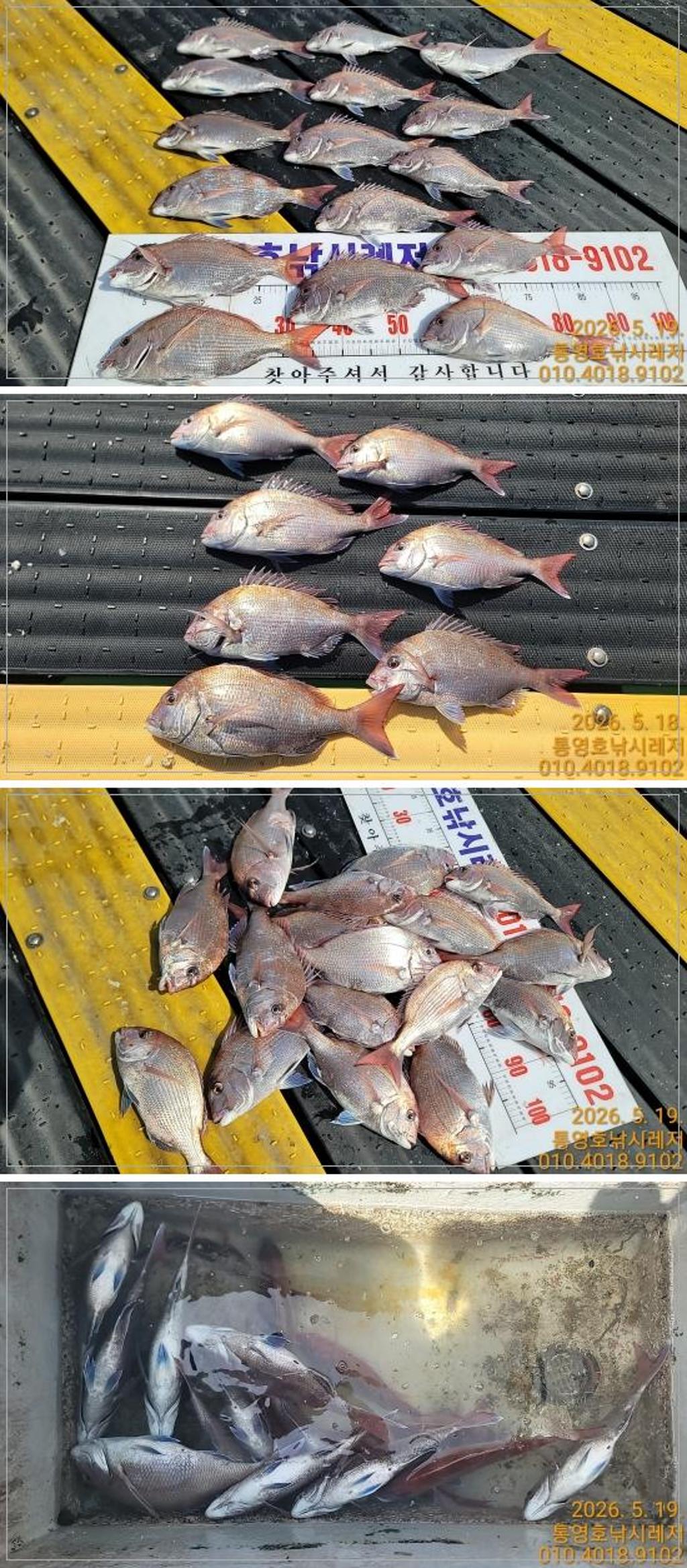 낚시뚜,참돔,풍화수월선착장,통영호 낚시레져,낚시뚜0