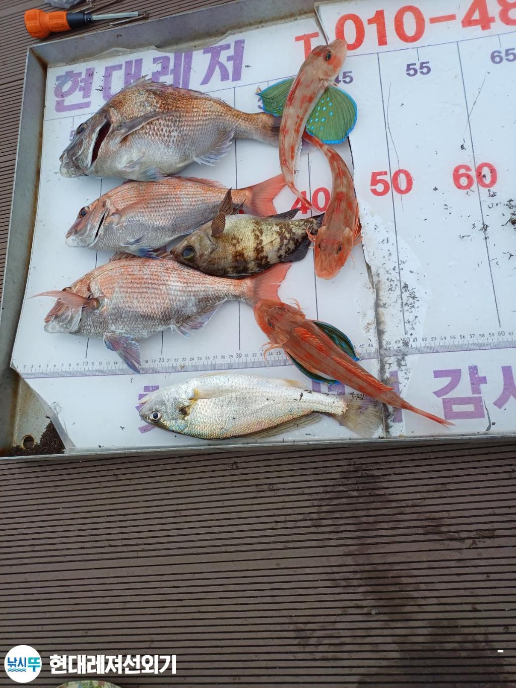 낚시뚜,돌문어,참돔,풍화상장마을,통영 현대레져선외기,낚시뚜9