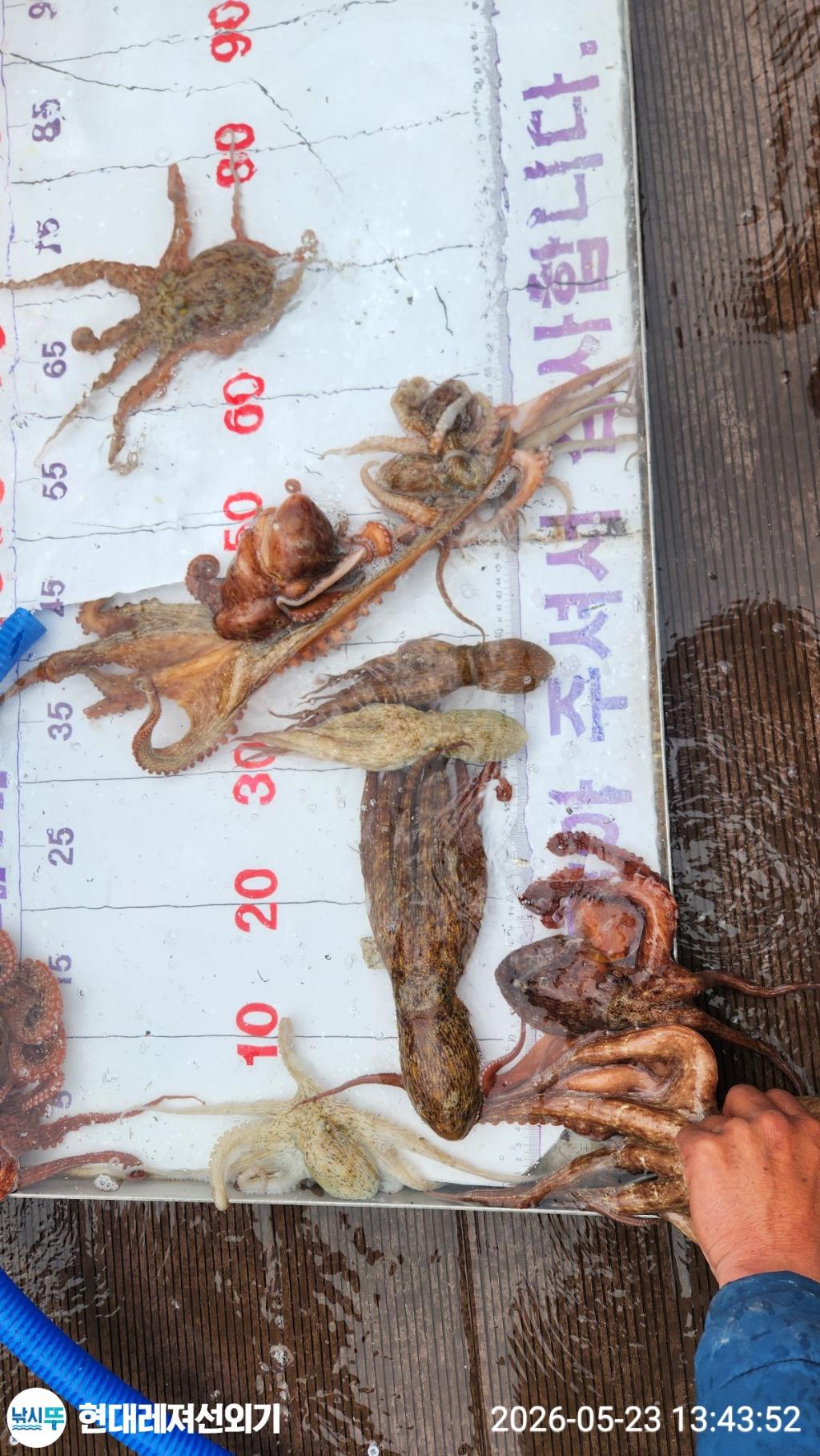 낚시뚜,돌문어,참돔,풍화상장마을,통영 현대레져선외기,낚시뚜6