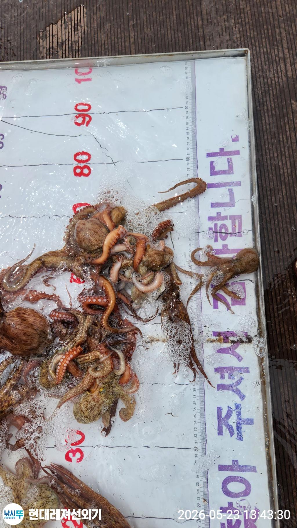 낚시뚜,돌문어,참돔,풍화상장마을,통영 현대레져선외기,낚시뚜4