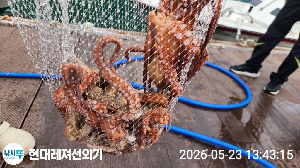 낚시뚜,돌문어,참돔,풍화상장마을,통영 현대레져선외기,낚시뚜3