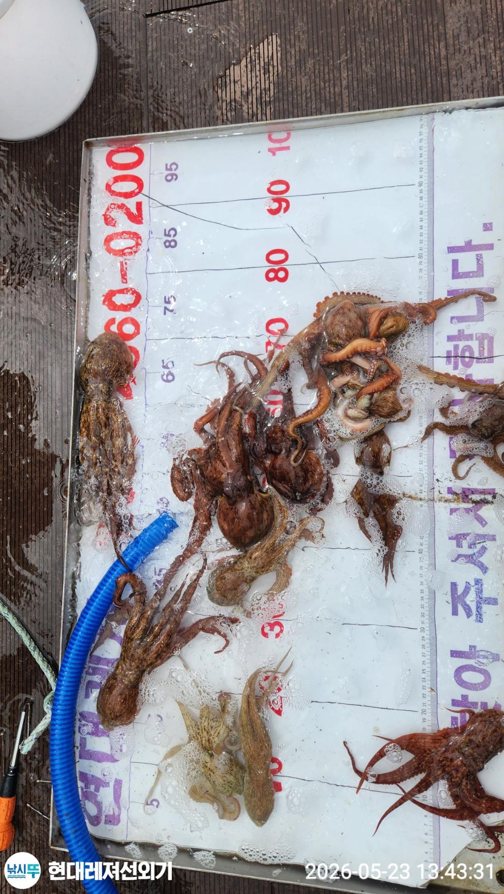 낚시뚜,돌문어,참돔,풍화상장마을,통영 현대레져선외기,낚시뚜2