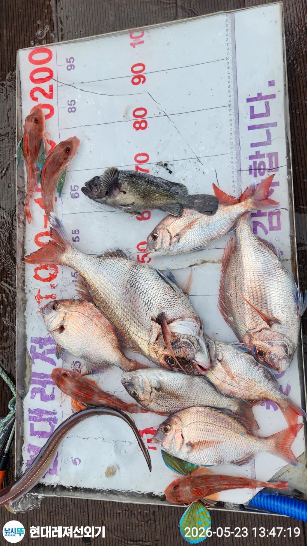 낚시뚜,돌문어,참돔,풍화상장마을,통영 현대레져선외기,낚시뚜1