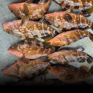 조황, ■ 붉바리 마리수조황 대박!!(수요일부터 예약가능)