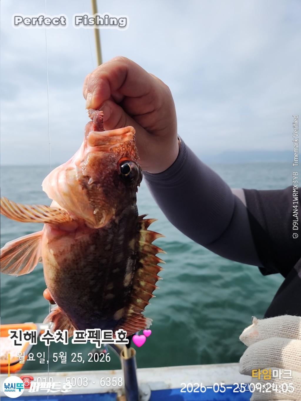 낚시뚜,기타어종,진해 수치마을 방파제,퍼펙트호,낚시뚜12
