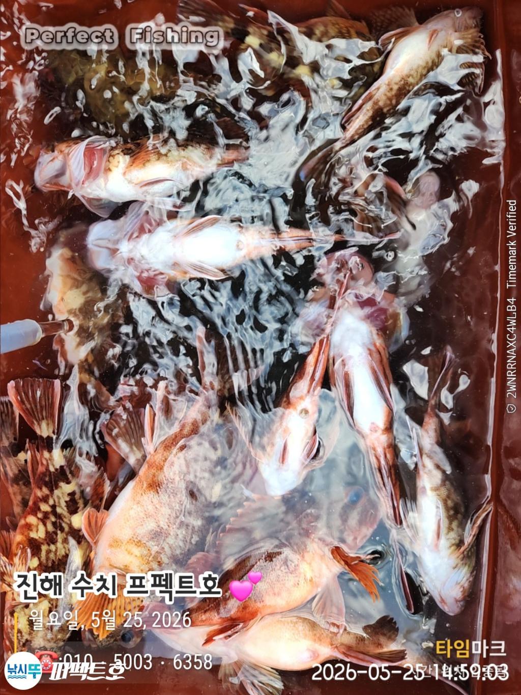 낚시뚜,기타어종,진해 수치마을 방파제,퍼펙트호,낚시뚜5