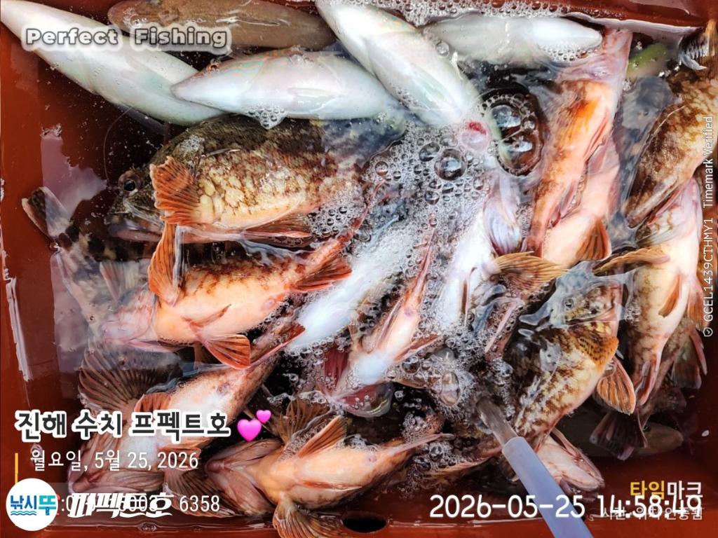 낚시뚜,기타어종,진해 수치마을 방파제,퍼펙트호,낚시뚜4