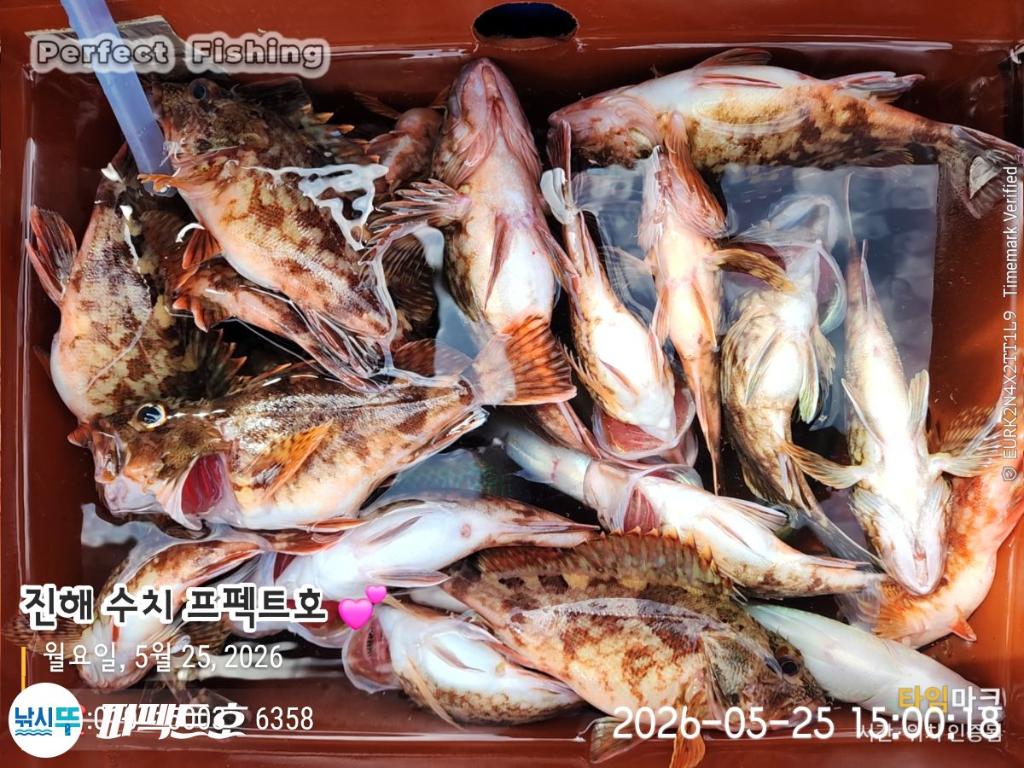 낚시뚜,기타어종,진해 수치마을 방파제,퍼펙트호,낚시뚜2