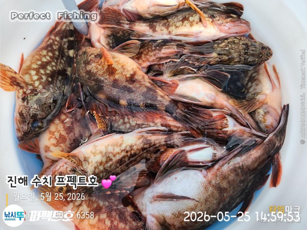 낚시뚜,기타어종,진해 수치마을 방파제,퍼펙트호,낚시뚜1