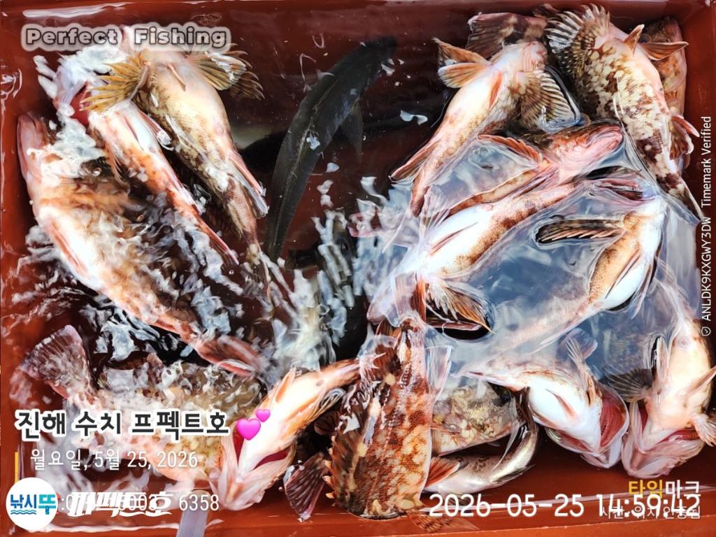 낚시뚜,기타어종,진해 수치마을 방파제,퍼펙트호,낚시뚜0
