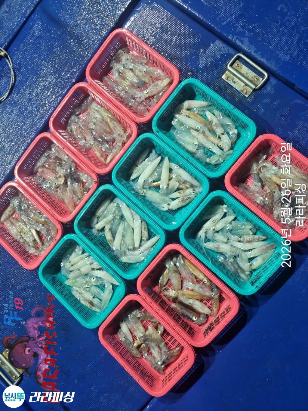 낚시뚜,호래기,속천항(진해),라라피싱,낚시뚜19
