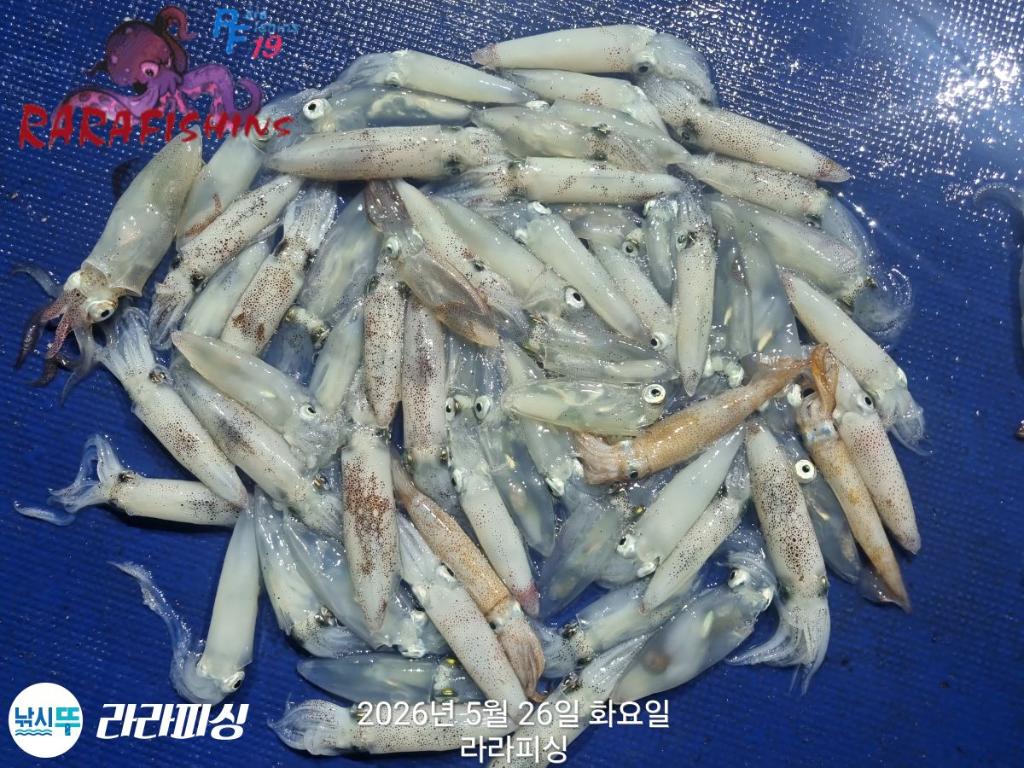 낚시뚜,호래기,속천항(진해),라라피싱,낚시뚜17