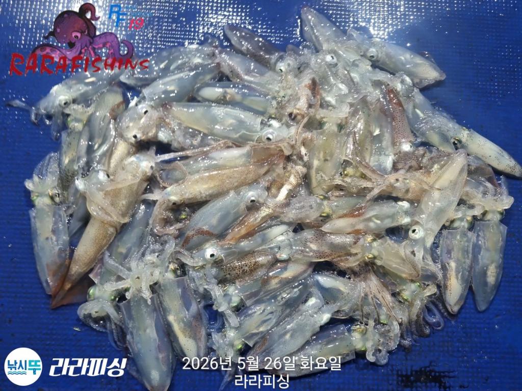 낚시뚜,호래기,속천항(진해),라라피싱,낚시뚜16