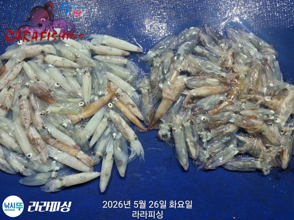 낚시뚜,호래기,속천항(진해),라라피싱,낚시뚜15