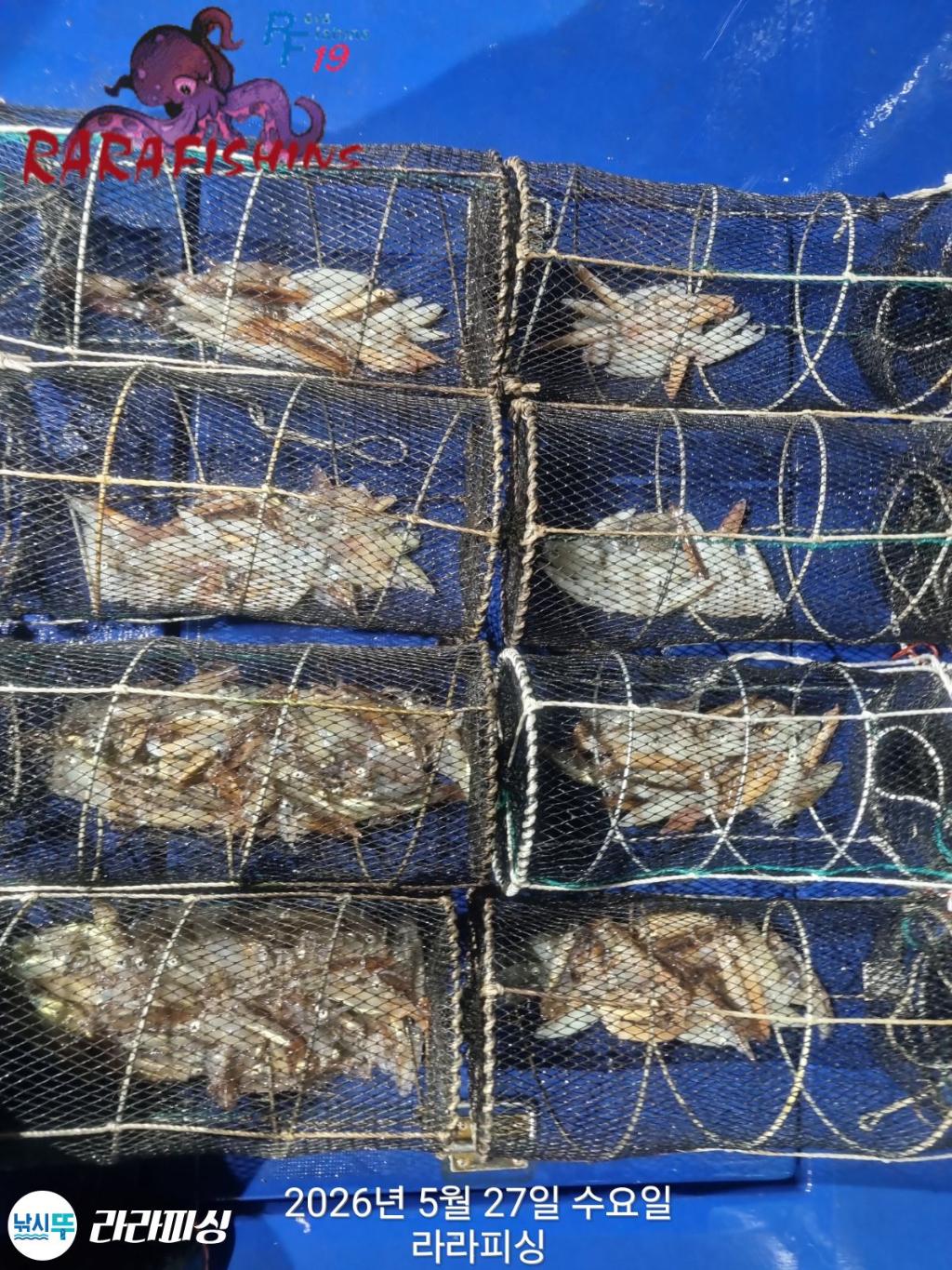 낚시뚜,호래기,속천항(진해),라라피싱,낚시뚜13