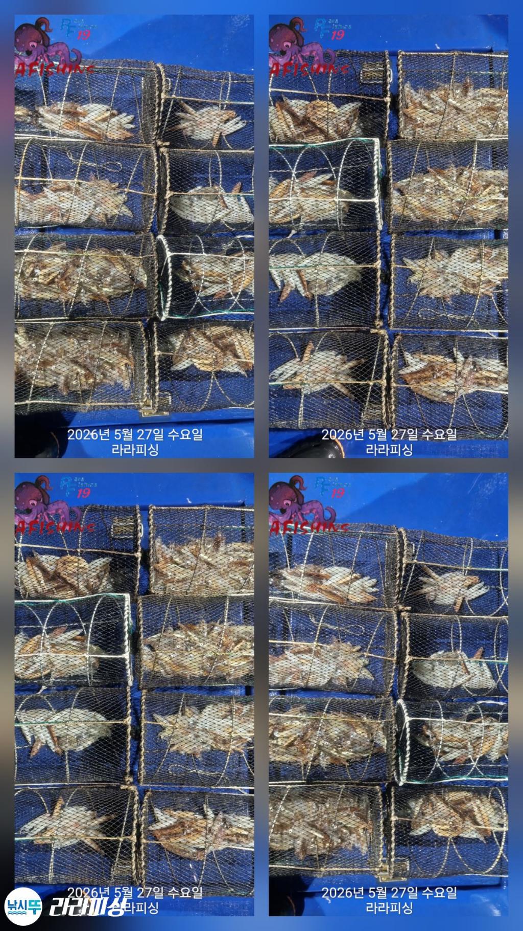 낚시뚜,호래기,속천항(진해),라라피싱,낚시뚜12