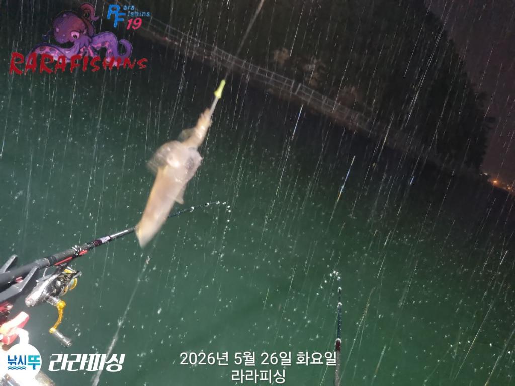 낚시뚜,호래기,속천항(진해),라라피싱,낚시뚜9