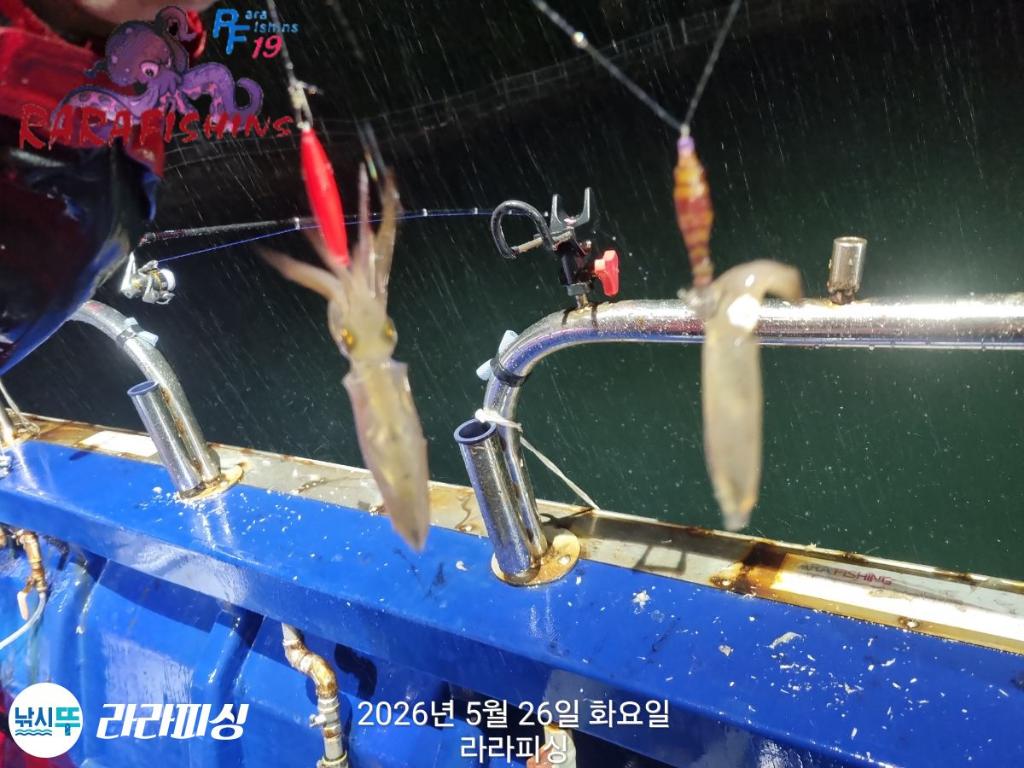 낚시뚜,호래기,속천항(진해),라라피싱,낚시뚜3