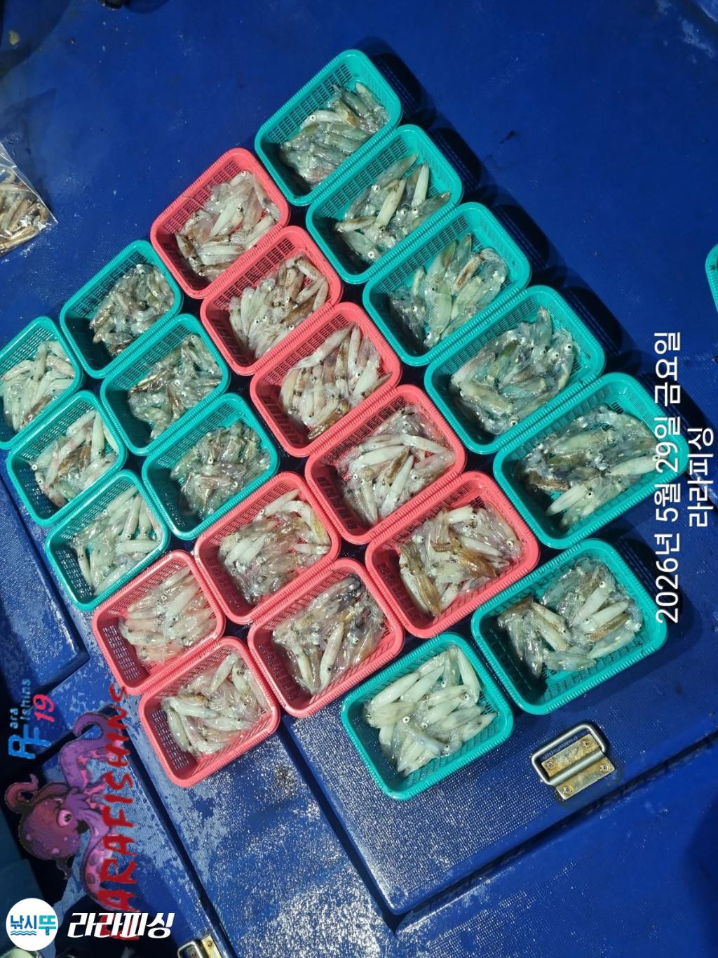 낚시뚜,호래기,속천항(진해),라라피싱,낚시뚜12
