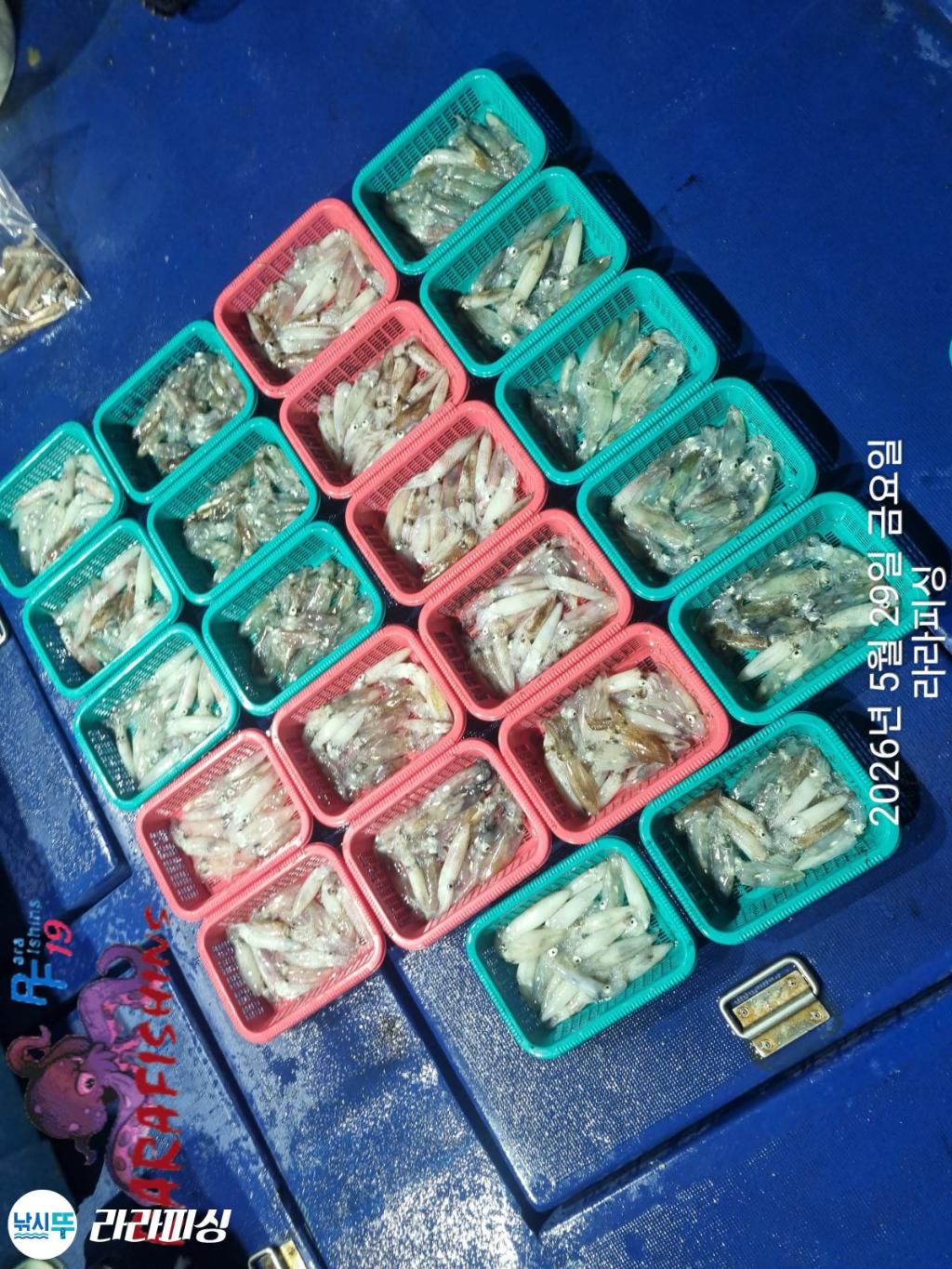 낚시뚜,호래기,속천항(진해),라라피싱,낚시뚜11