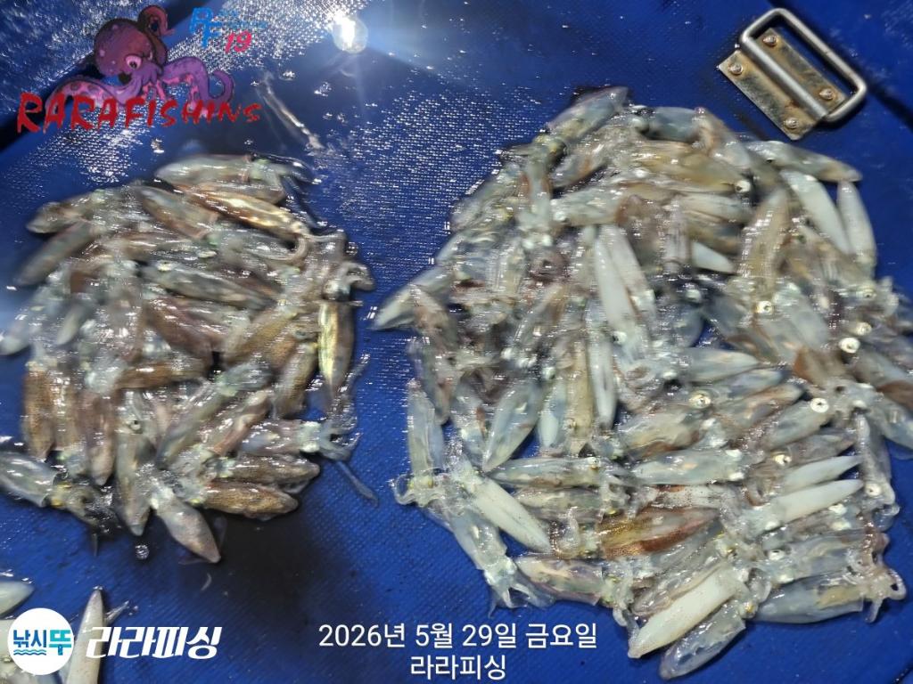 낚시뚜,호래기,속천항(진해),라라피싱,낚시뚜9