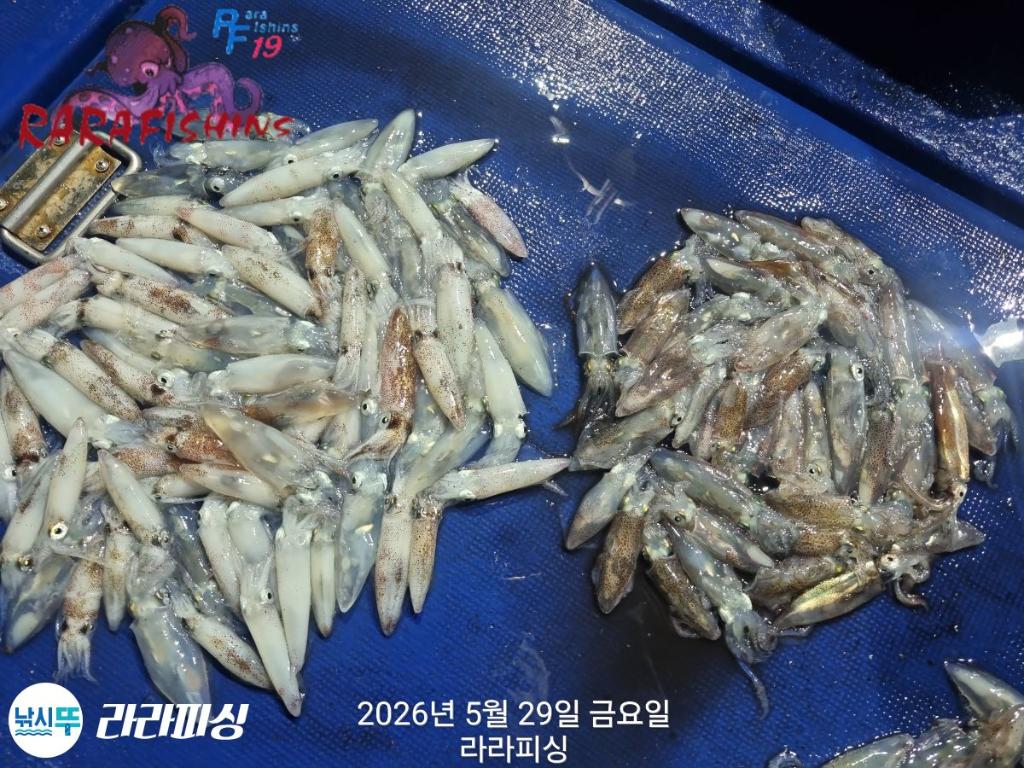 낚시뚜,호래기,속천항(진해),라라피싱,낚시뚜8