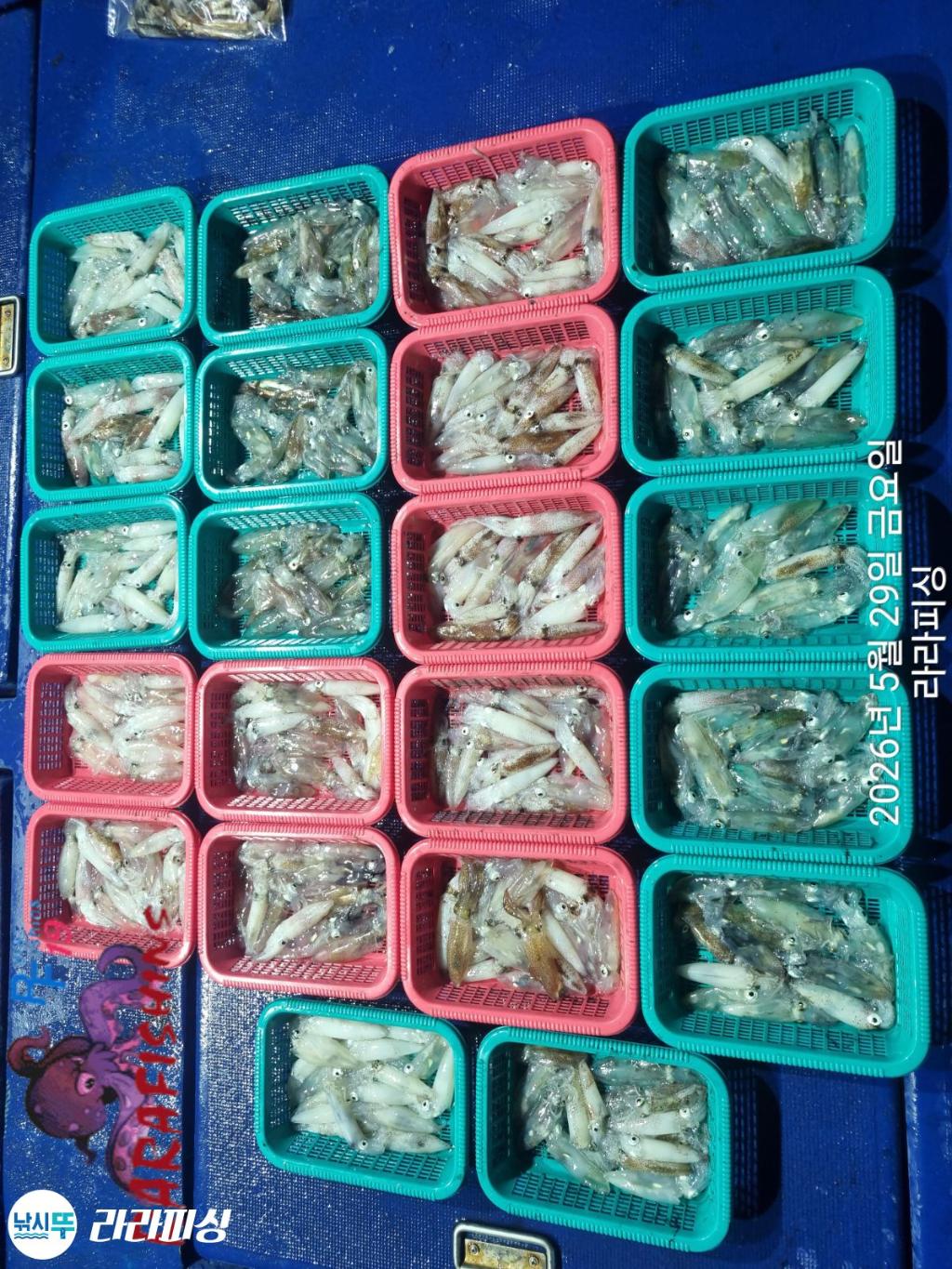 낚시뚜,호래기,속천항(진해),라라피싱,낚시뚜14