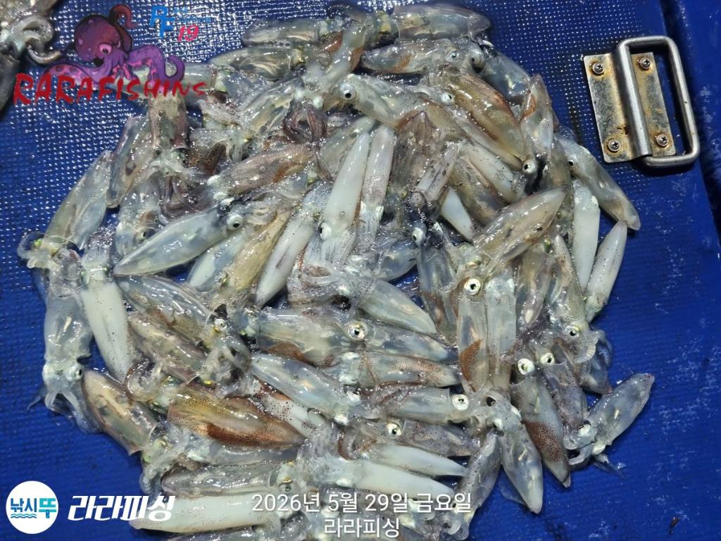 낚시뚜,호래기,속천항(진해),라라피싱,낚시뚜8