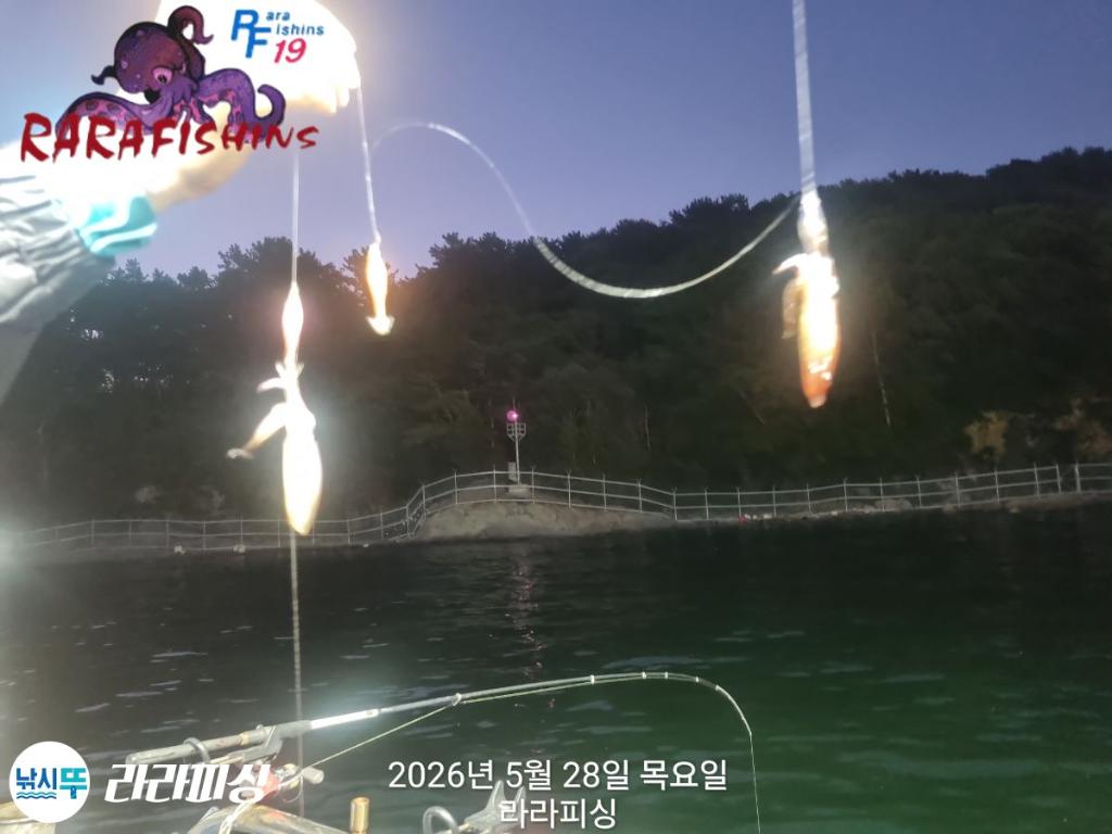 낚시뚜,호래기,속천항(진해),라라피싱,낚시뚜7