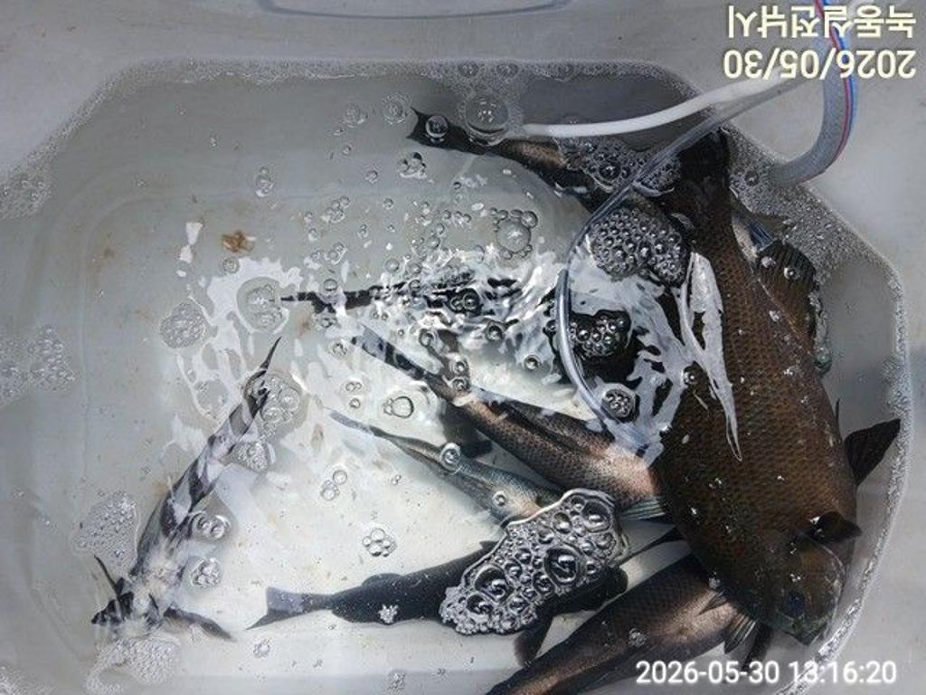 낚시뚜,돌돔,벵에돔,참돔,녹동항,실전낚시,낚시뚜12