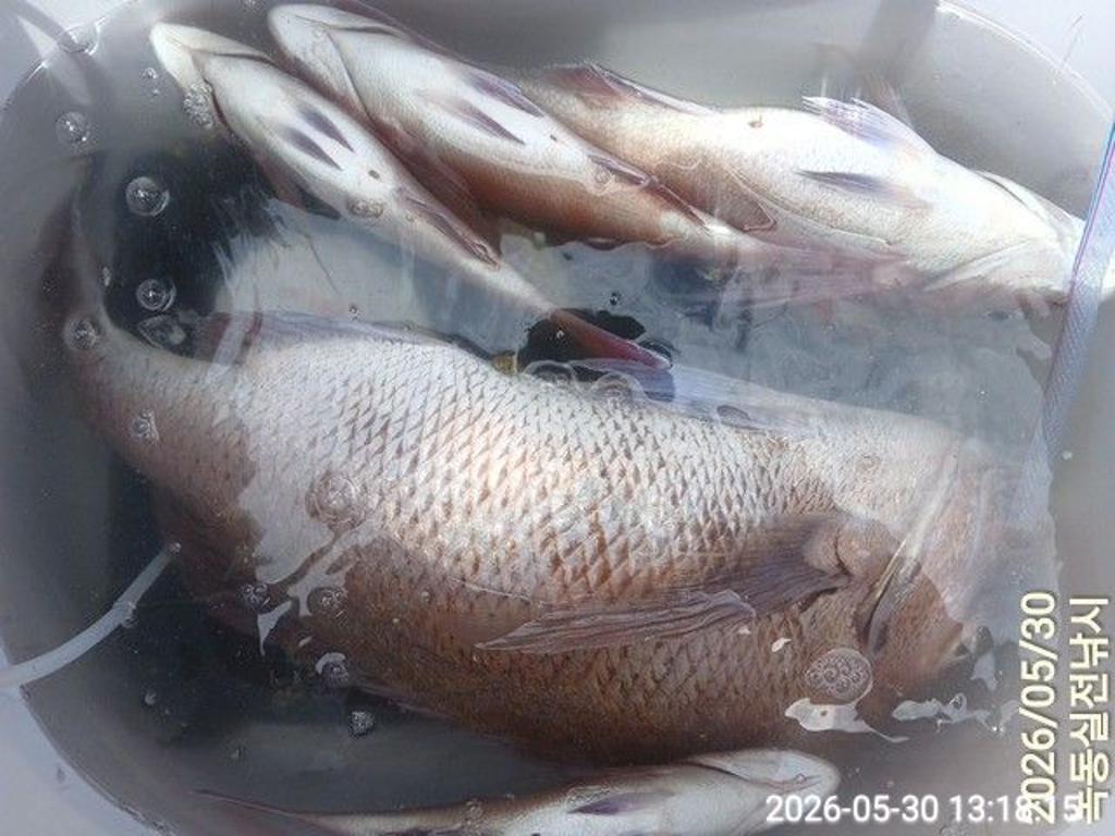 낚시뚜,돌돔,벵에돔,참돔,녹동항,실전낚시,낚시뚜10
