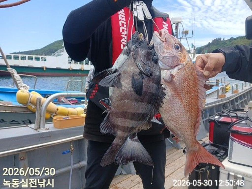 낚시뚜,돌돔,벵에돔,참돔,녹동항,실전낚시,낚시뚜0
