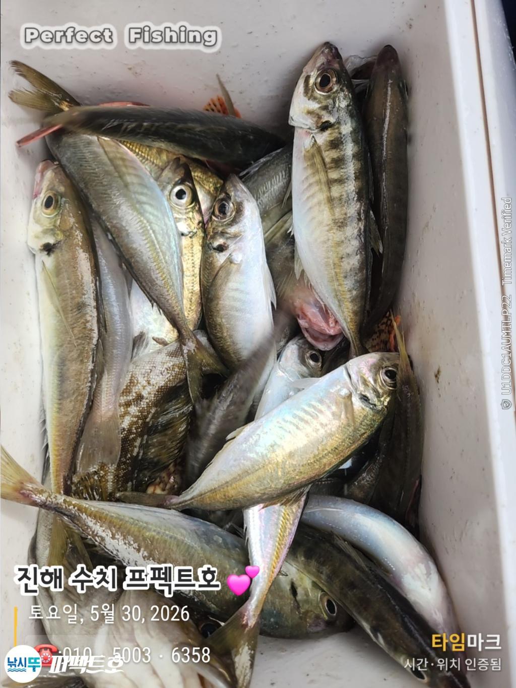 낚시뚜,전갱이,쏨뱅이,노래미,진해 수치마을 방파제,퍼펙트호,낚시뚜3