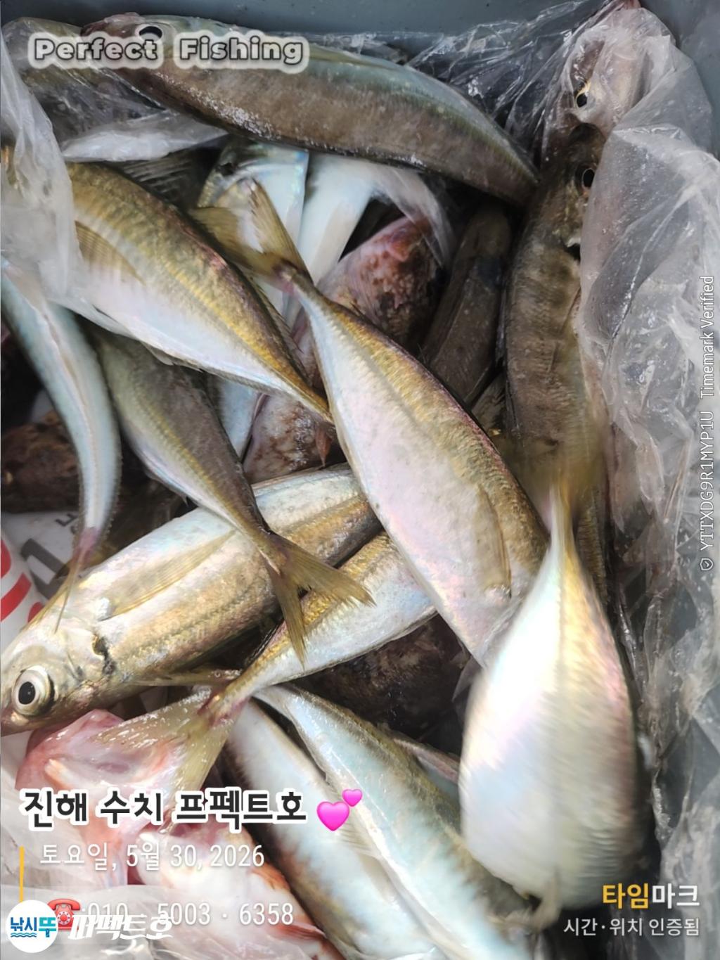 낚시뚜,전갱이,쏨뱅이,노래미,진해 수치마을 방파제,퍼펙트호,낚시뚜2
