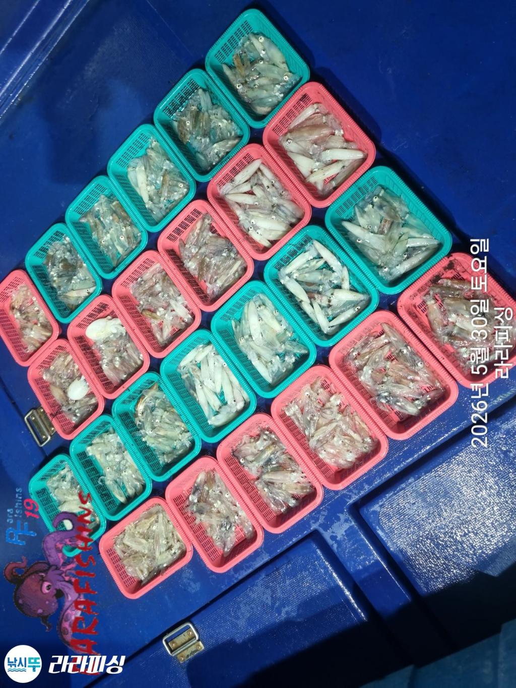 낚시뚜,화살촉오징어,속천항(진해),라라피싱,낚시뚜11
