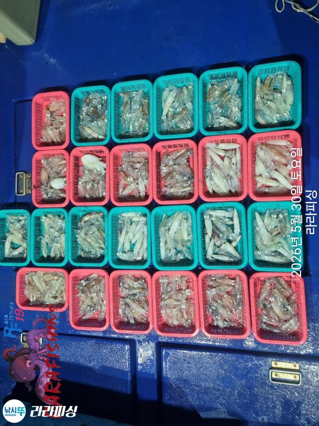 낚시뚜,화살촉오징어,속천항(진해),라라피싱,낚시뚜11