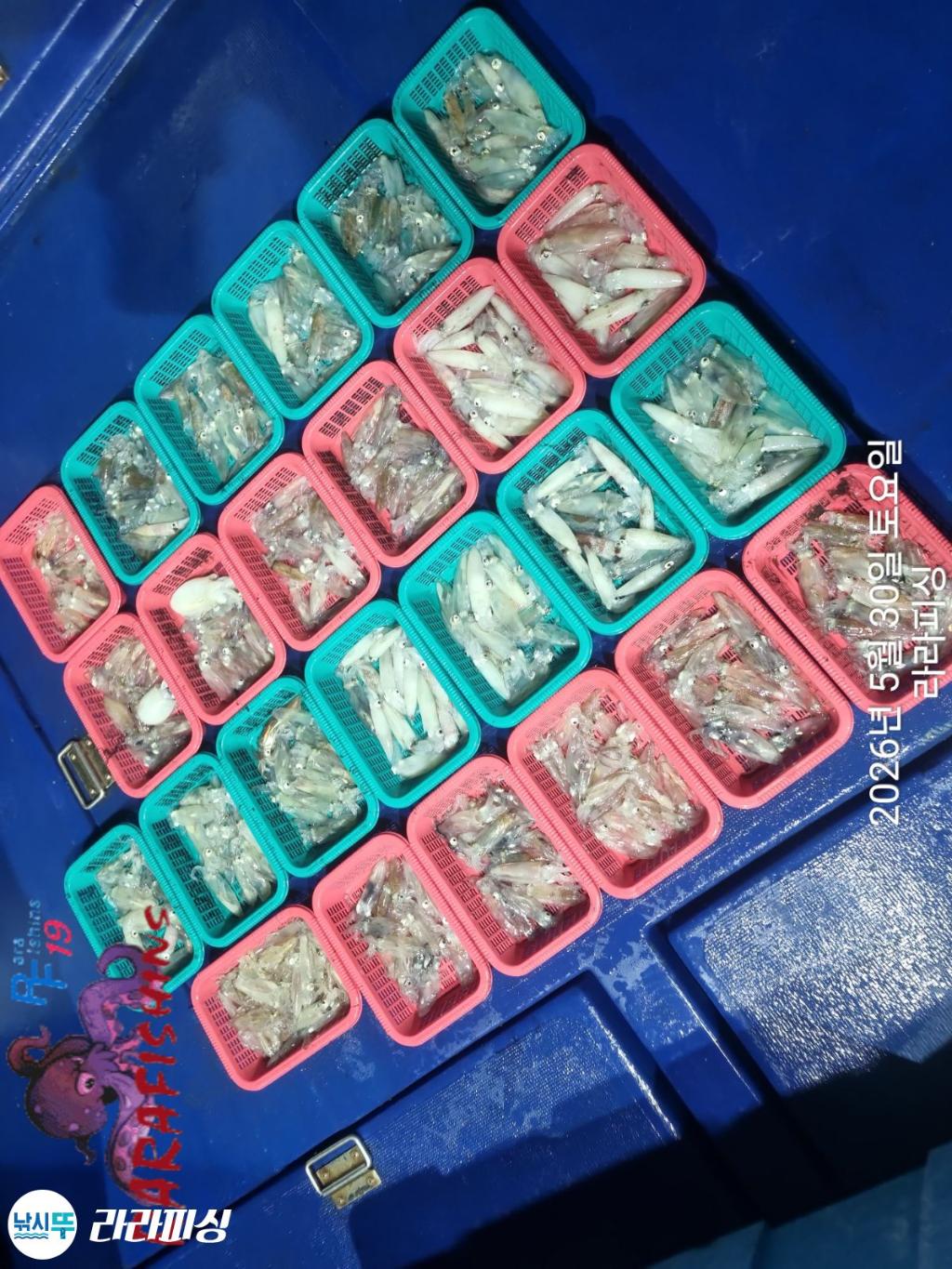 낚시뚜,화살촉오징어,속천항(진해),라라피싱,낚시뚜10