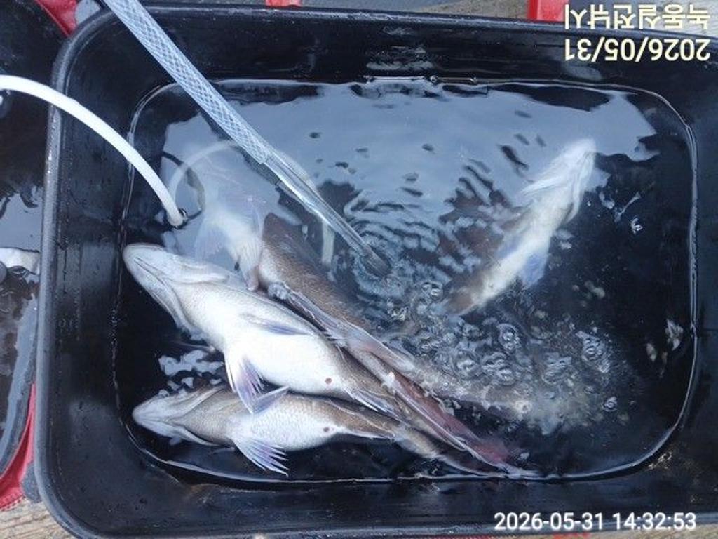 낚시뚜,참돔,돌돔,벵에돔,녹동항,실전낚시,낚시뚜3
